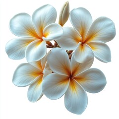 Fototapeta premium Plumeria cluster white yellow flowers
