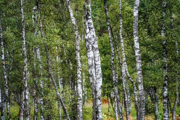 Obraz premium Birch Forest in Wahner Heide Natural Woodland Scene in North Rhine-Westphalia