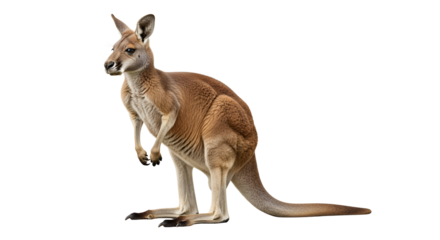 Red kangaroo standing tall isolated PNG with Transparent Background