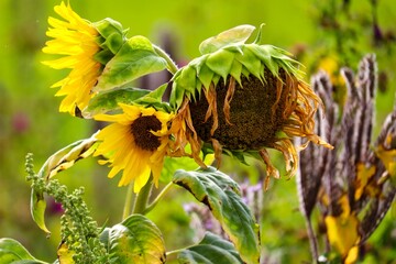 Sonnenblume verwelt im Herbst