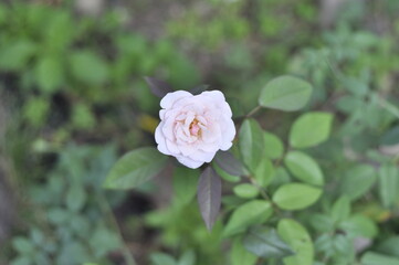 white rose on green background