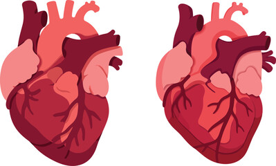 Detailed realistic human heart illustration, anatomy and cardiovascular system concept

