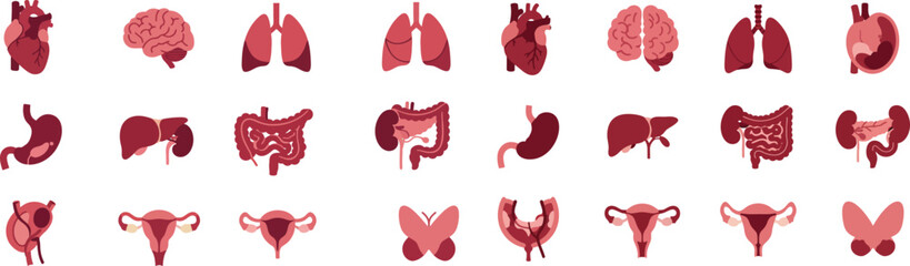 Human Organs Icons Set - Brain Heart Lungs Liver Stomach Anatomy Vector