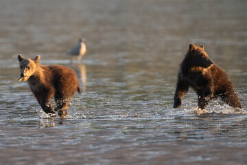 Bear cubs, one with a clam, running through low tide © feeferlump