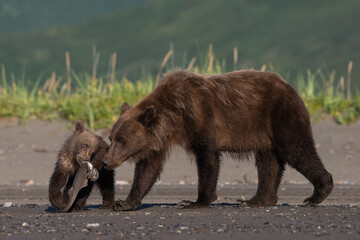 Bear cub playing keep away with breakfast