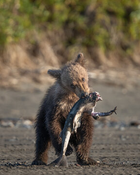 Baby shark carcus is a meal for a bear cub