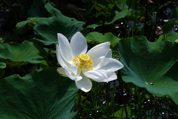 beautiful white water lily flower
