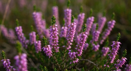 Fototapeta premium Close-up of vibrant purple heather blossoms