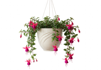 Beautiful fuchsia plant with pink flowers hanging in a white pot isolated on transparent background