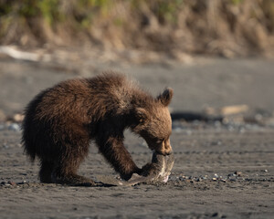 Bear cub eating a baby shark © feeferlump
