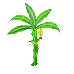 Banana Plant - Indian Wedding banana plant