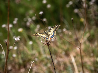 Vibrant wildlife photo of a swallowtail butterfly resting on a stem amidst wildflowers in soft daylight. Perfect for nature decor, insect art, and eco-friendly designs.