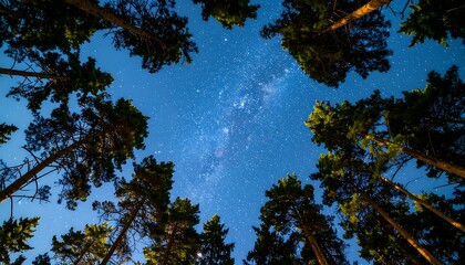 A breathtaking view of a starry night sky framed by the towering silhouettes of tall pine trees in a dense forest