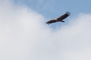 Griffon Vulture in flight