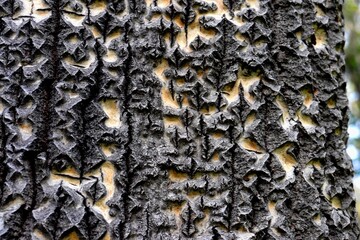 texture of a tree