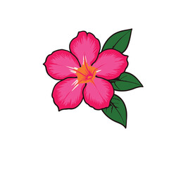 Vector Illustration of Adenium Flower (Desert Rose) in Bright Pink Color with Green Leaves