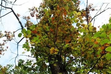 apple tree in autumn