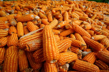 Close-up view of dried corn cobs stacked together, showing natural texture and vibrant orange color. Ideal for concepts of agriculture, harvest, animal feed, food industry, and organic farming backgro