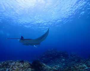 沖縄・石垣島海底でマンタウォッチング
