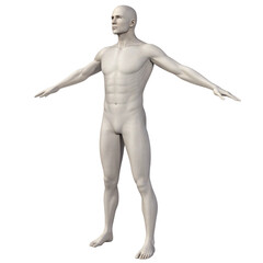Muscular male anatomy model full body 3D render