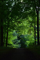 Obraz premium Naturspaziergang im Wald