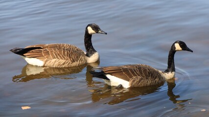 Canada goose（カナダ雁）
