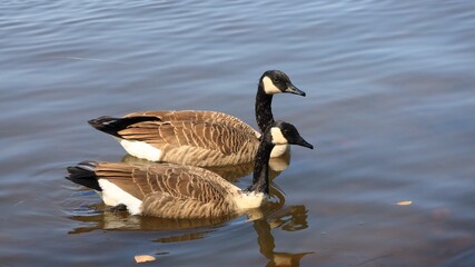 Canada goose（カナダ雁）