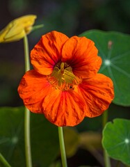 Fototapeta premium Vibrant orange flower in garden