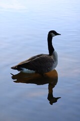 Canada goose（カナダ雁）