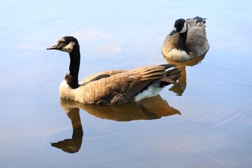 Canada goose（カナダ雁）