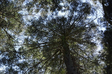 Fototapeta premium Naturspaziergang im Wald