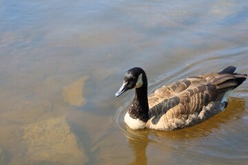 Canada goose（カナダ雁）
