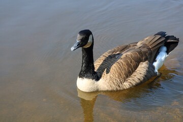 Obraz premium Canada goose（カナダ雁）