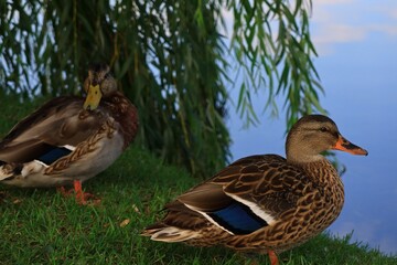 水辺にくつろぐカモ