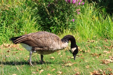 Canada goose（カナダ雁）