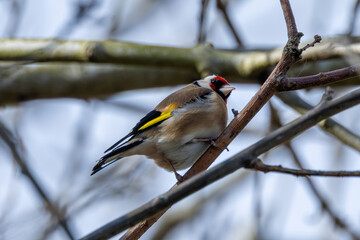 European Goldfinch (Carduelis carduelis) in Dublin (Ireland)