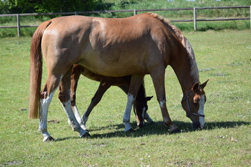 Fototapeta premium Pferdeliebe