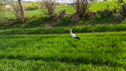 A stork walking gracefully on lush green grass in a rural area, symbolizing spring and new beginnings, with a vibrant landscape of trees in the background.
