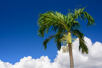 ヤシの木と青空　バケーション　トロピカル　バカンス　南国のイメージ