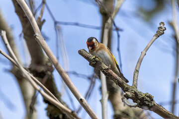 European Goldfinch (Carduelis carduelis) in Dublin (Ireland)