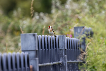 European Goldfinch (Carduelis carduelis) in Dublin (Ireland)