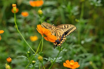 キバナコスモスとキアゲハ