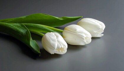 White tulips on gray background