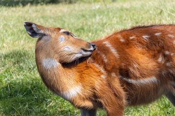 The sitatunga (tragelaphus spekii gratus) on a meadow