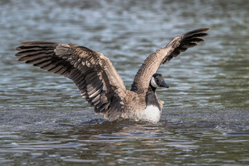 Canadian goose spreading wings