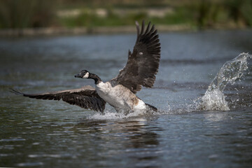Canadian goose rough landing