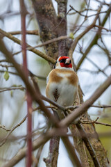 European Goldfinch (Carduelis carduelis) in Dublin (Ireland)