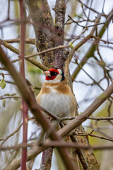 European Goldfinch (Carduelis carduelis) in Dublin (Ireland)