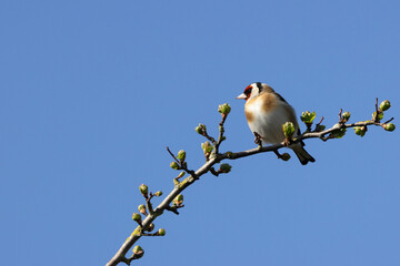 European Goldfinch (Carduelis carduelis) in Dublin (Ireland)