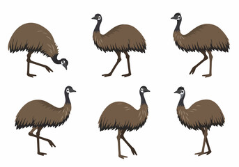 Collection of Emu Illustrations in Various Poses: Walking, Standing, and Bending Down, Isolated on White Background for Wildlife Projects